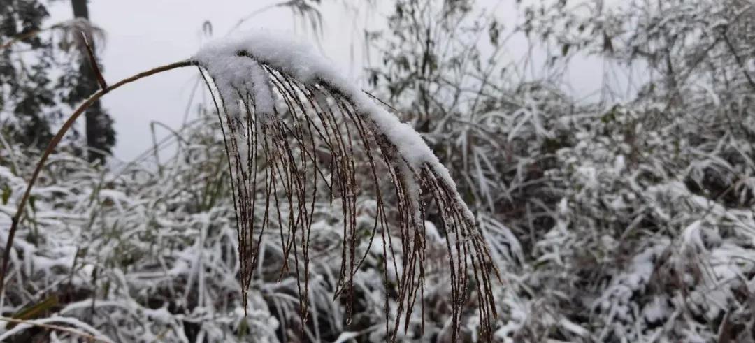雪1.jpg