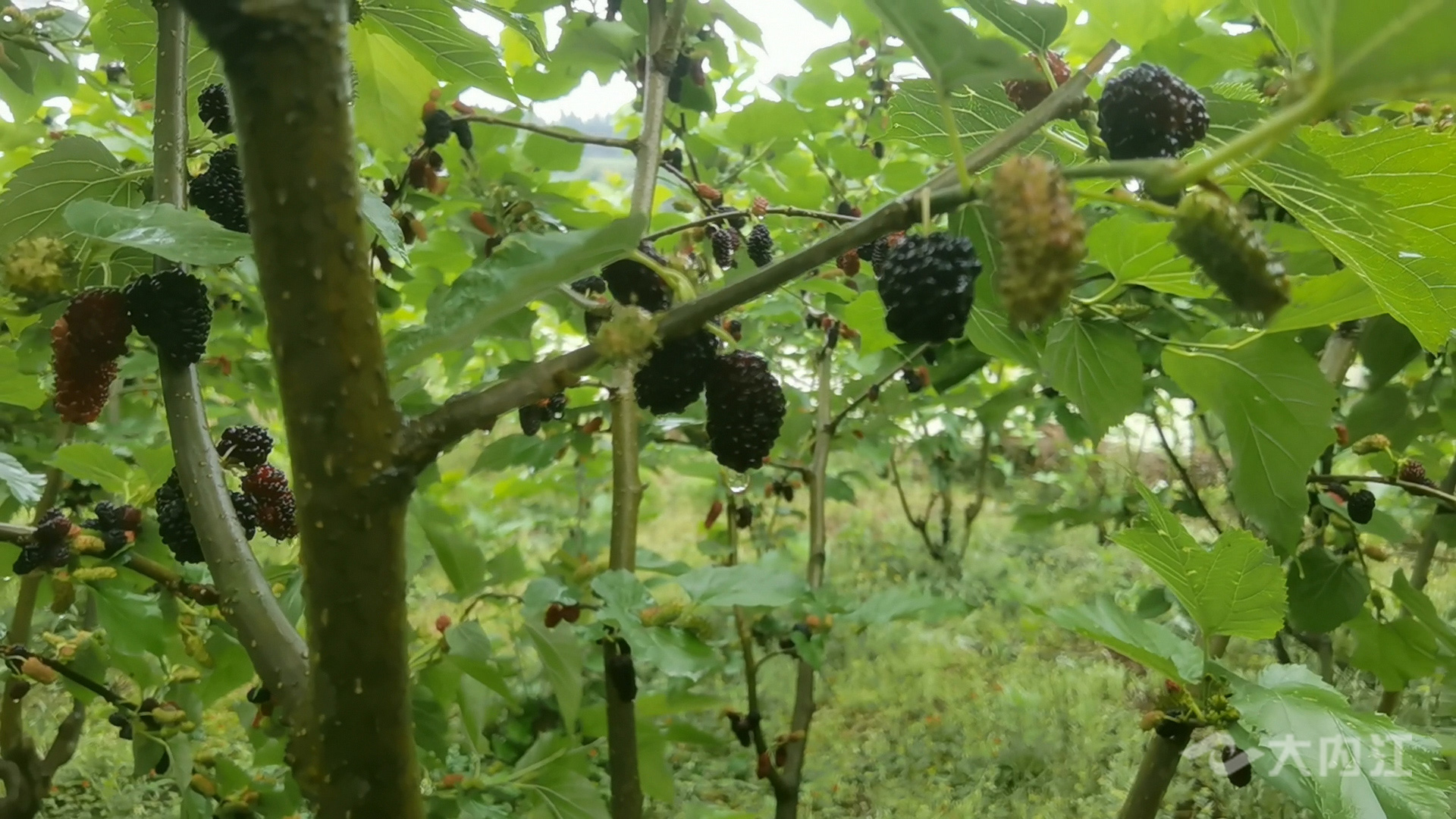 286258_1618034404116649.jpg 1.jpg