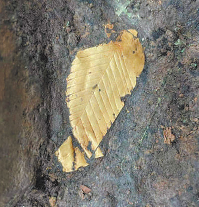 286033_1620870727763850.jpg 3.jpg