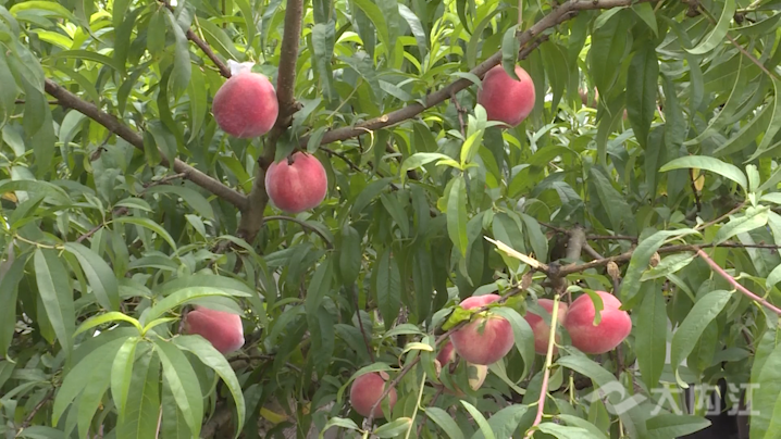 286258_1622798318247355.png 51285ccd59b884a989b8b971340d632.png