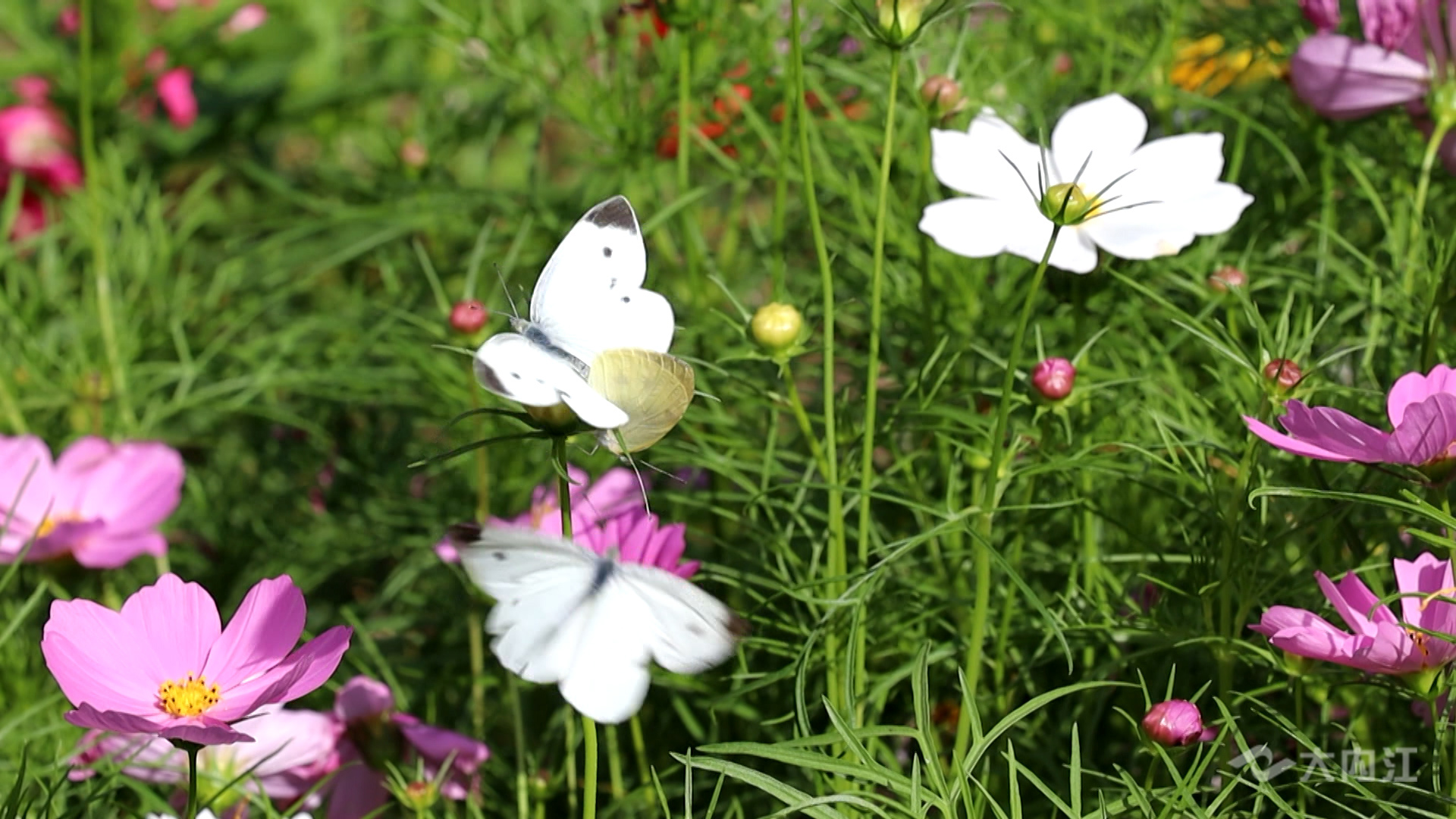 286258_1622865428453972.jpg 4.jpg